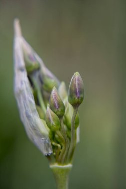 Üç köşeli pırasa alyum triquetrum çiçeğine yaklaş. 