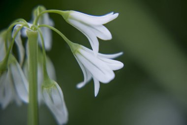 Üç köşeli pırasa alyum triquetrum çiçeğine yaklaş. 