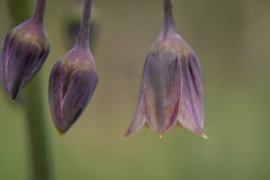 Allium siculum bal Sicilya zambak çiçekleri çiçek açtı