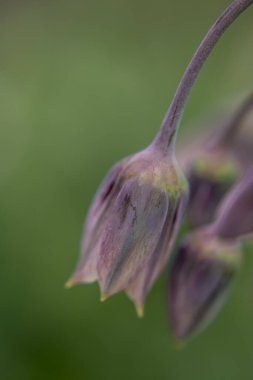 Allium siculum bal Sicilya zambak çiçekleri çiçek açtı