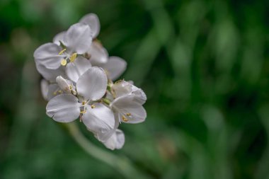 Elma ağacında elma çiçeği. Yakın plan..