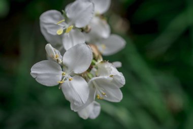Elma ağacında elma çiçeği. Yakın plan..