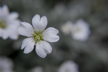 İberis bir ilkbaharı sembolize eder. Uzun ömürlü beyaz soğan.