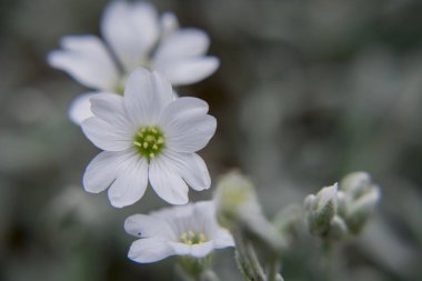 İberis bir ilkbaharı sembolize eder. Uzun ömürlü beyaz soğan.