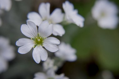 İberis bir ilkbaharı sembolize eder. Uzun ömürlü beyaz soğan.