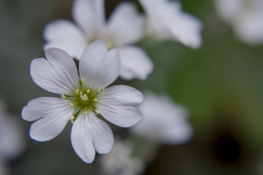 İberis bir ilkbaharı sembolize eder. Uzun ömürlü beyaz soğan.