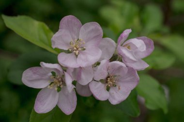 Elma ağacında elma çiçeği. Yakın plan..
