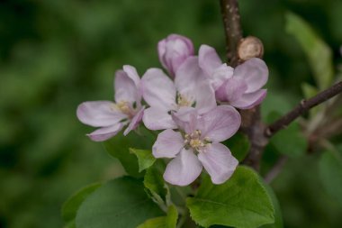 Elma ağacında elma çiçeği. Yakın plan..