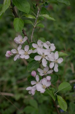 Elma ağacında elma çiçeği. Yakın plan..