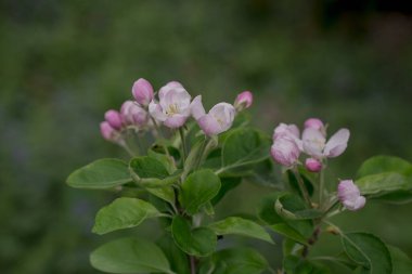 Elma ağacında elma çiçeği. Yakın plan..