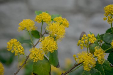 Doğadaki sarı akasya mimoza ağaçlarını kapatın.