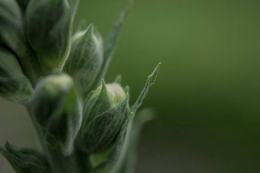 İberis bir ilkbahar yazını simgeler. Uzun ömürlü beyaz ampul akışı.