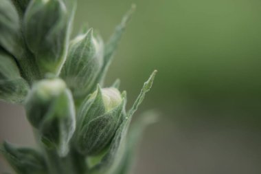 İberis bir ilkbahar yazını simgeler. Uzun ömürlü beyaz ampul akışı.
