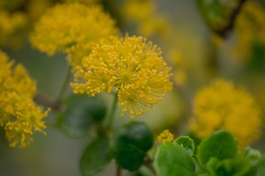Doğadaki sarı akasya mimoza ağaçlarını kapatın.