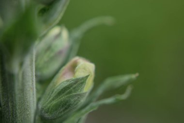 İberis bir ilkbahar yazını simgeler. Uzun ömürlü beyaz ampul akışı.