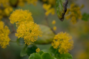 Doğadaki sarı akasya mimoza ağaçlarını kapatın.