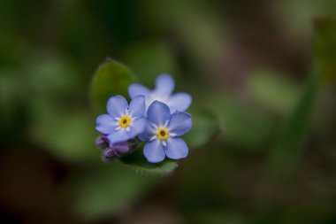Mor çiçeğin Makro yakın plan fotoğrafı Pentaglottis sempervirens.