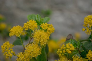 Doğadaki sarı akasya mimoza ağaçlarını kapatın.