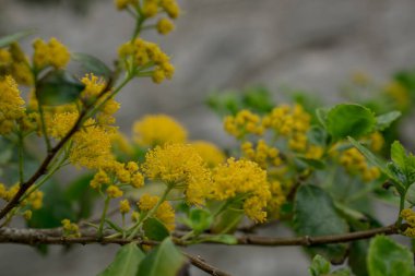 Doğadaki sarı akasya mimoza ağaçlarını kapatın.