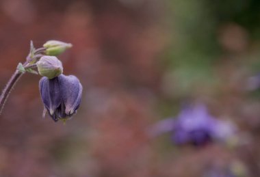 Yazın güzel bir bahçe çiçeği. Aquilegia mavi, pembe, pur