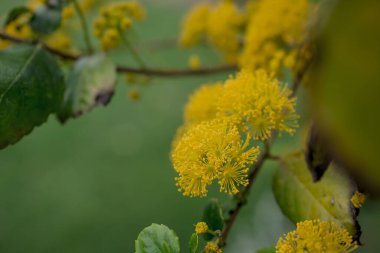Doğadaki sarı akasya mimoza ağaçlarını kapatın.