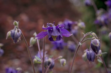 Yazın güzel bir bahçe çiçeği. Aquilegia mavi, pembe, pur