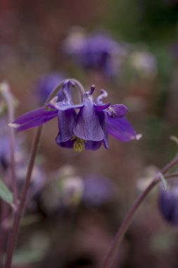 Yazın güzel bir bahçe çiçeği. Aquilegia mavi, pembe, pur