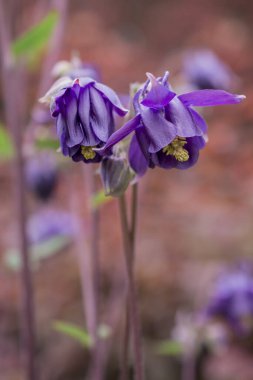 Yazın güzel bir bahçe çiçeği. Aquilegia mavi, pembe, pur