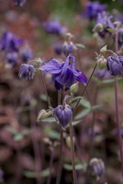Yazın güzel bir bahçe çiçeği. Aquilegia mavi, pembe, pur