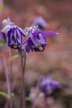 Yazın güzel bir bahçe çiçeği. Aquilegia mavi, pembe, pur