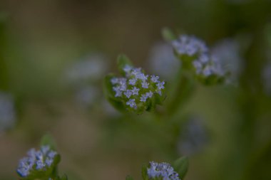 Yabani çiçeğin makro fotoğrafçılığı - bir Valerianella diskofikiri