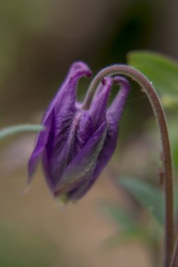 Yazın güzel bir bahçe çiçeği. Aquilegia mavi, pembe, pur