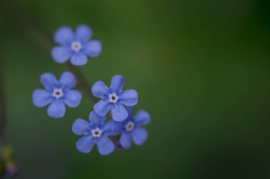 Myosotis alpestris - güzel küçük mavi çiçekler - unut beni