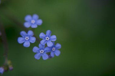 Myosotis alpestris - güzel küçük mavi çiçekler - unut beni