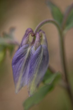 Yazın güzel bir bahçe çiçeği. Aquilegia mavi, pembe, pur