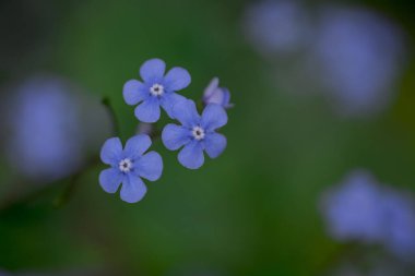 Myosotis alpestris - güzel küçük mavi çiçekler - unut beni