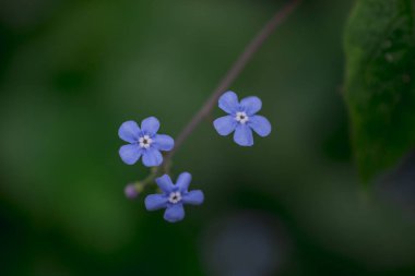 Myosotis alpestris - güzel küçük mavi çiçekler - unut beni