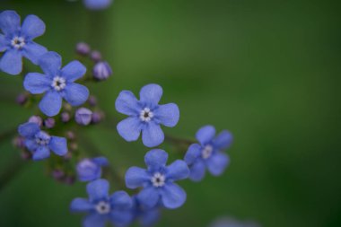 Myosotis alpestris - güzel küçük mavi çiçekler - unut beni