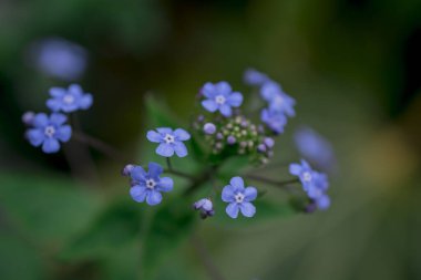 Myosotis alpestris - güzel küçük mavi çiçekler - unut beni