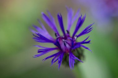 Cyanus montanus, Mavi Cyanus montanus bahçede çiçekler, bac