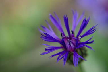 Cyanus montanus, Mavi Cyanus montanus bahçede çiçekler, bac