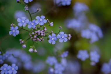 Myosotis alpestris - güzel küçük mavi çiçekler - unut beni