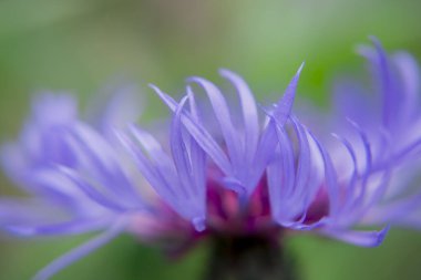 Cyanus montanus, Mavi Cyanus montanus bahçede çiçekler, bac