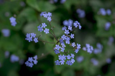 Myosotis alpestris - güzel küçük mavi çiçekler - unut beni