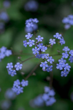 Myosotis alpestris - güzel küçük mavi çiçekler - unut beni