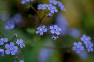 Myosotis alpestris - güzel küçük mavi çiçekler - unut beni