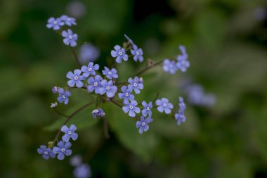 Myosotis alpestris - güzel küçük mavi çiçekler - unut beni