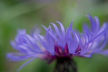 Cyanus montanus, Mavi Cyanus montanus bahçede çiçekler, bac