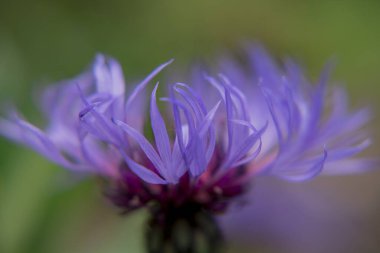 Cyanus montanus, Mavi Cyanus montanus bahçede çiçekler, bac