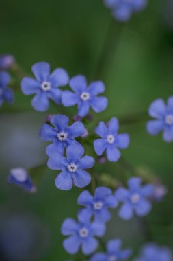 Myosotis alpestris - güzel küçük mavi çiçekler - unut beni